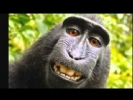 “Monkey sees, monkey sues”